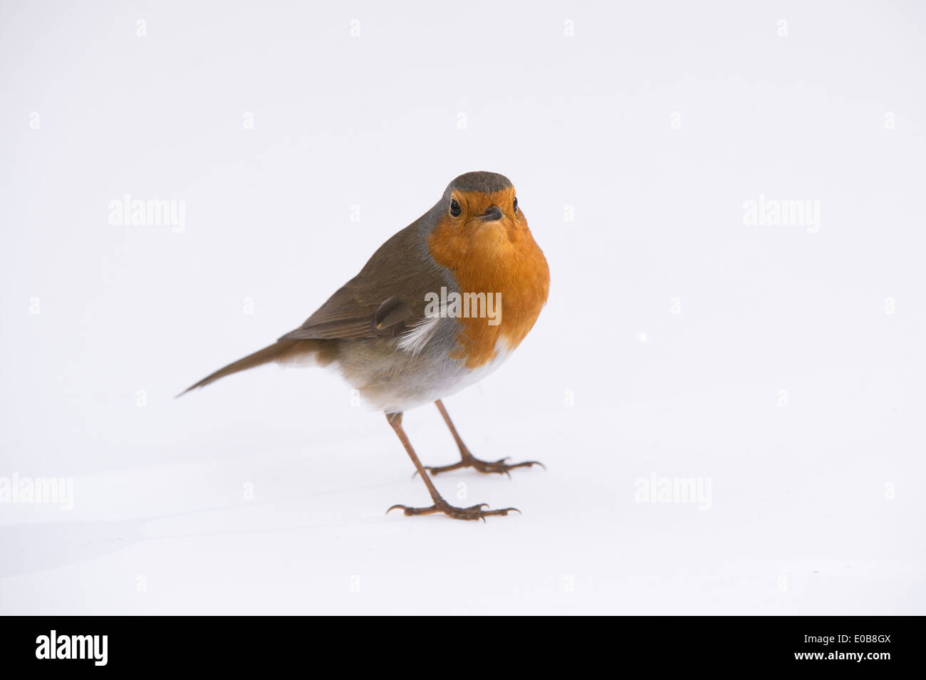 Robin standing against white background Banque D'Images