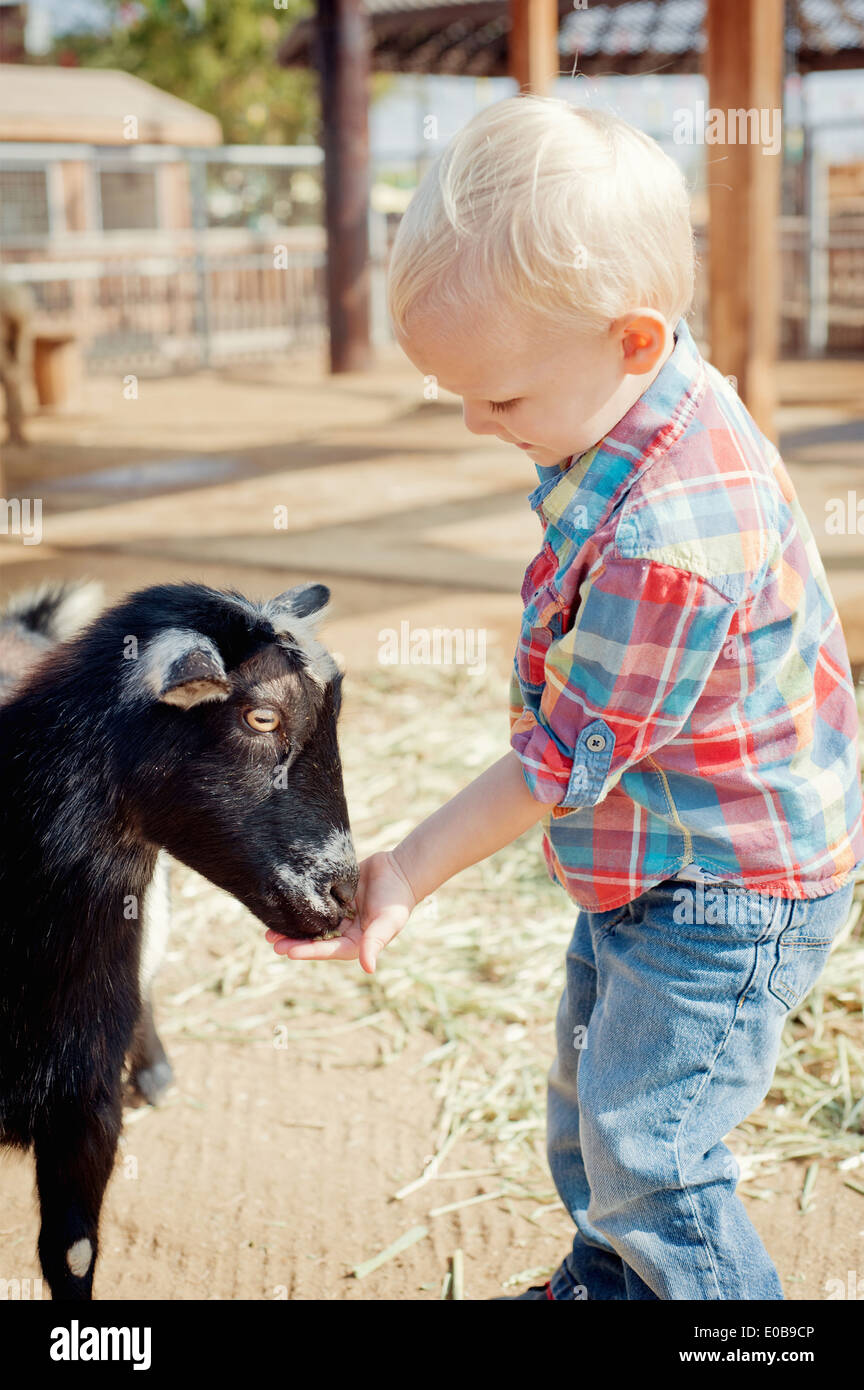 Boy feeding goat Banque D'Images