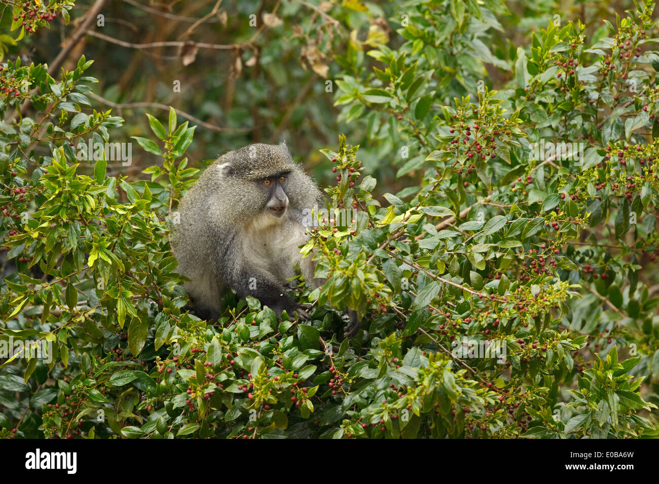 Singe Samango (Cercopithecus mitis erytharcus) dans un arbre mangeant des fruits, Mont Sheba, Mpumalanga, Banque D'Images