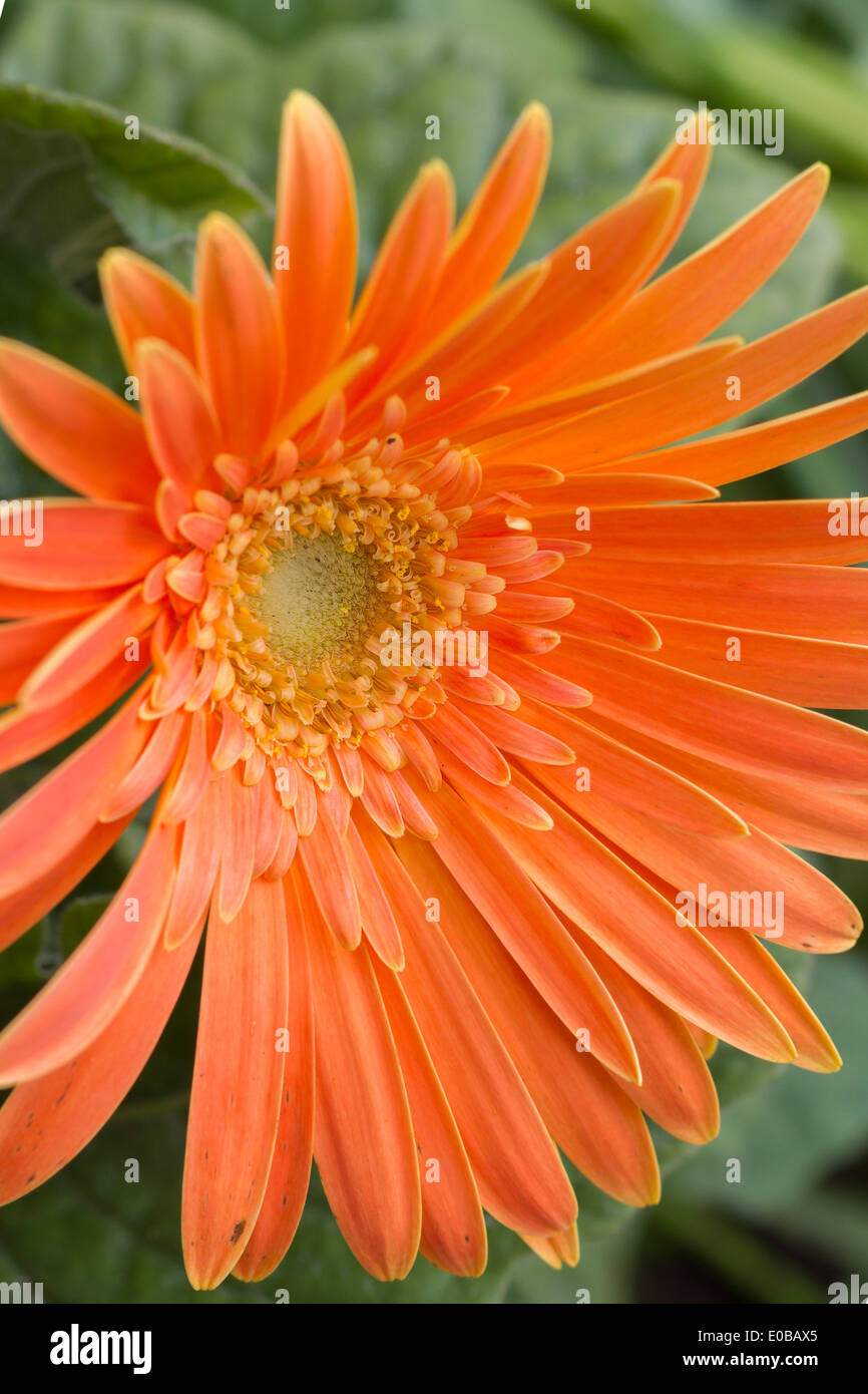Un beau gros plan de fleurs gerbera orange Banque D'Images