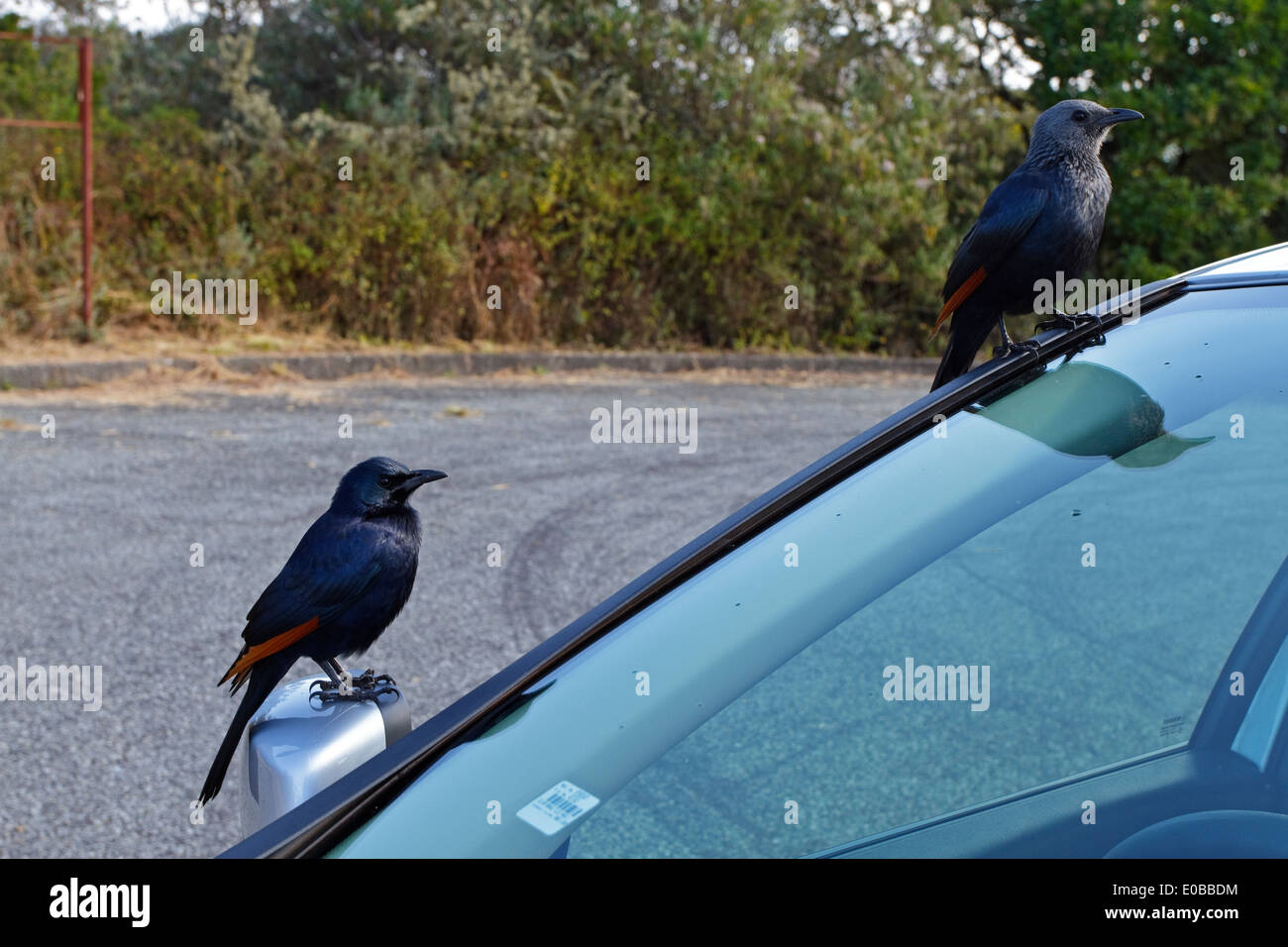 Red-winged Starling (Onychognathus morio) assis sur une voiture, hommes et femmes Banque D'Images