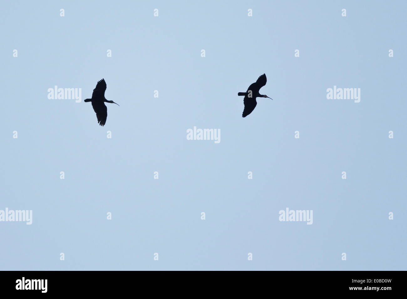 Deux Le sud de l'ibis chauves (Geronticus calvus) en vol Banque D'Images