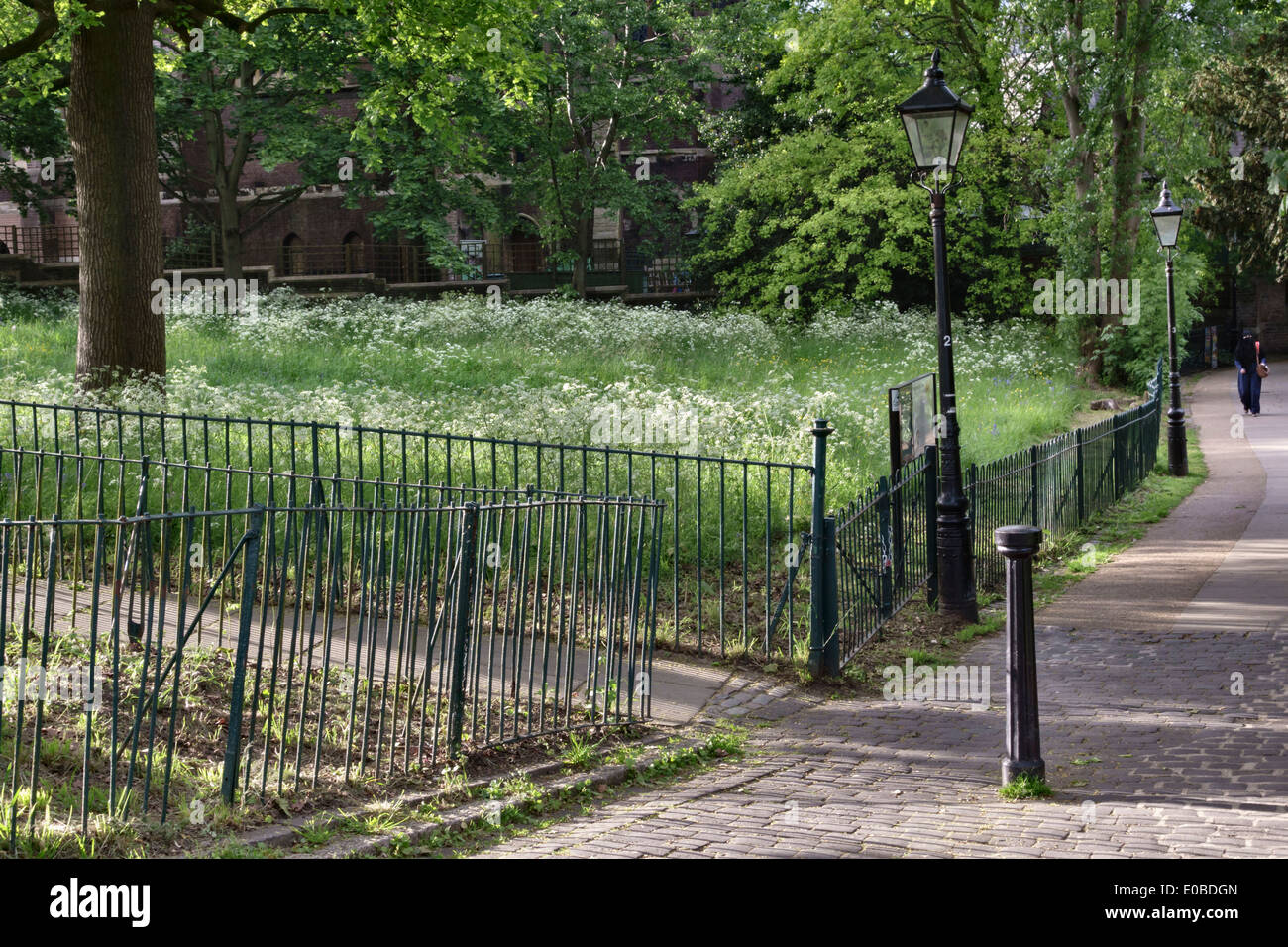 Hampstead Green, sur la colline de Rosslyn, Belsize Park, Londres. Une petite réserve naturelle urbaine, plantée d'un wild flower meadow Banque D'Images