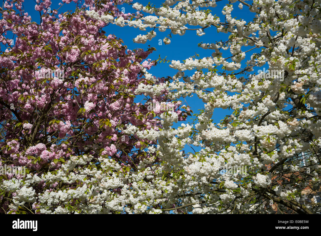 Blanc et rose fleur de printemps d'apple des cerisiers, Surrey, England, UK Banque D'Images