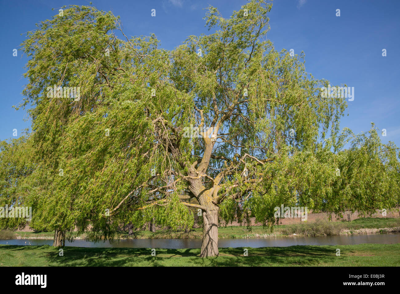 Saule pleureur arbre, Home Park, Hampton Wick, Kingston, Surrey, UK Banque D'Images