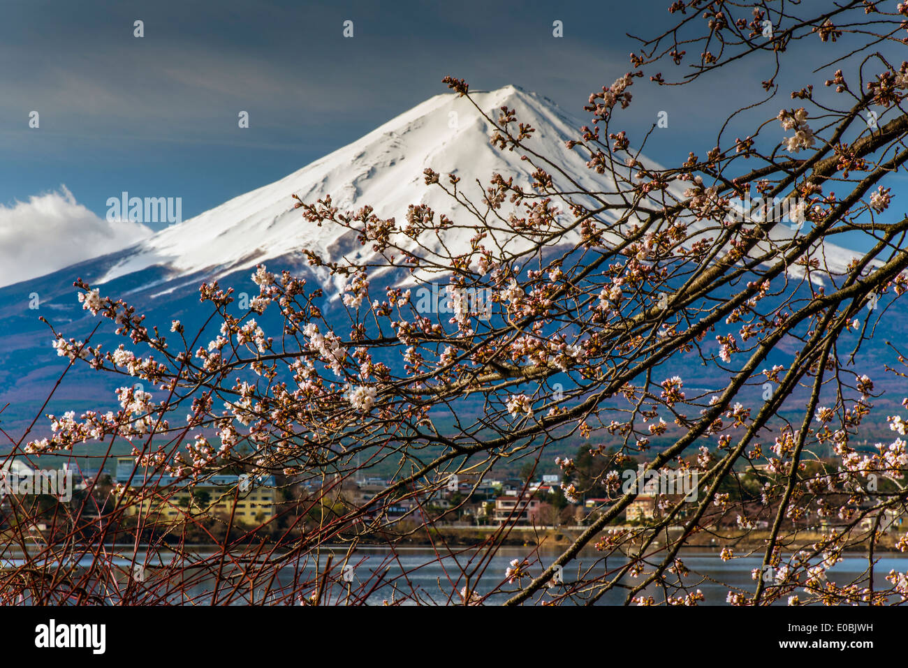 Le Mont Fuji avec blooming cherry tree comme vu du lac Kawaguchi, préfecture de Yamanashi, Japon Banque D'Images