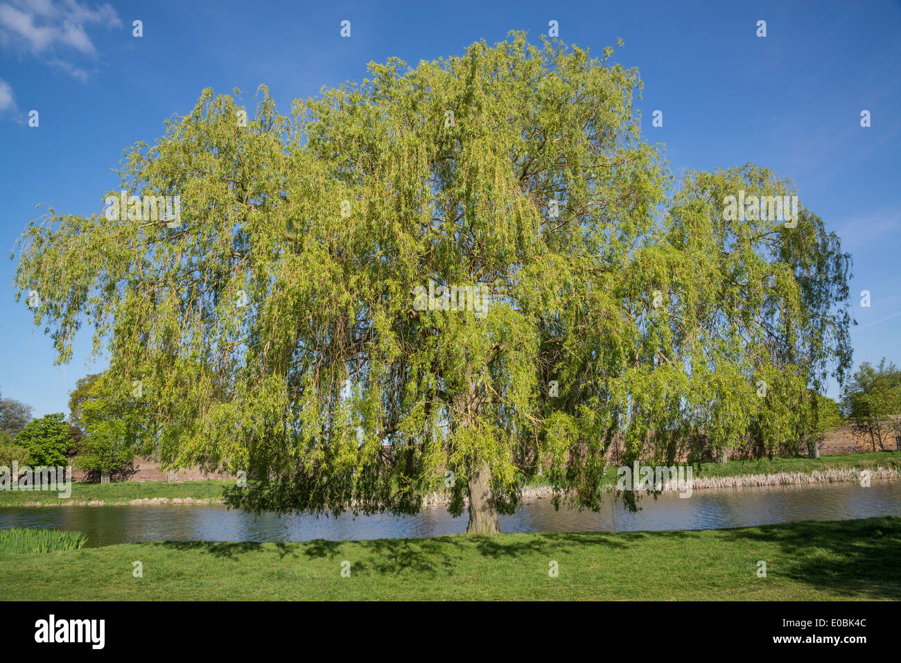 Saule pleureur arbre, Home Park, Hampton Wick, Kingston, Surrey, UK Banque D'Images