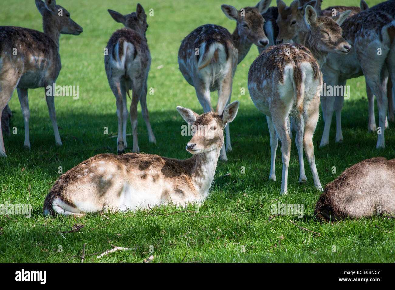 Les jeunes daims dans Home Park, Surrey, Angleterre, Londres, UK Banque D'Images