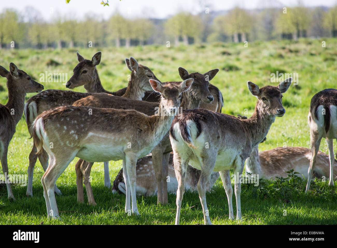 Les jeunes daims dans Home Park, Surrey, Angleterre, Londres, UK Banque D'Images