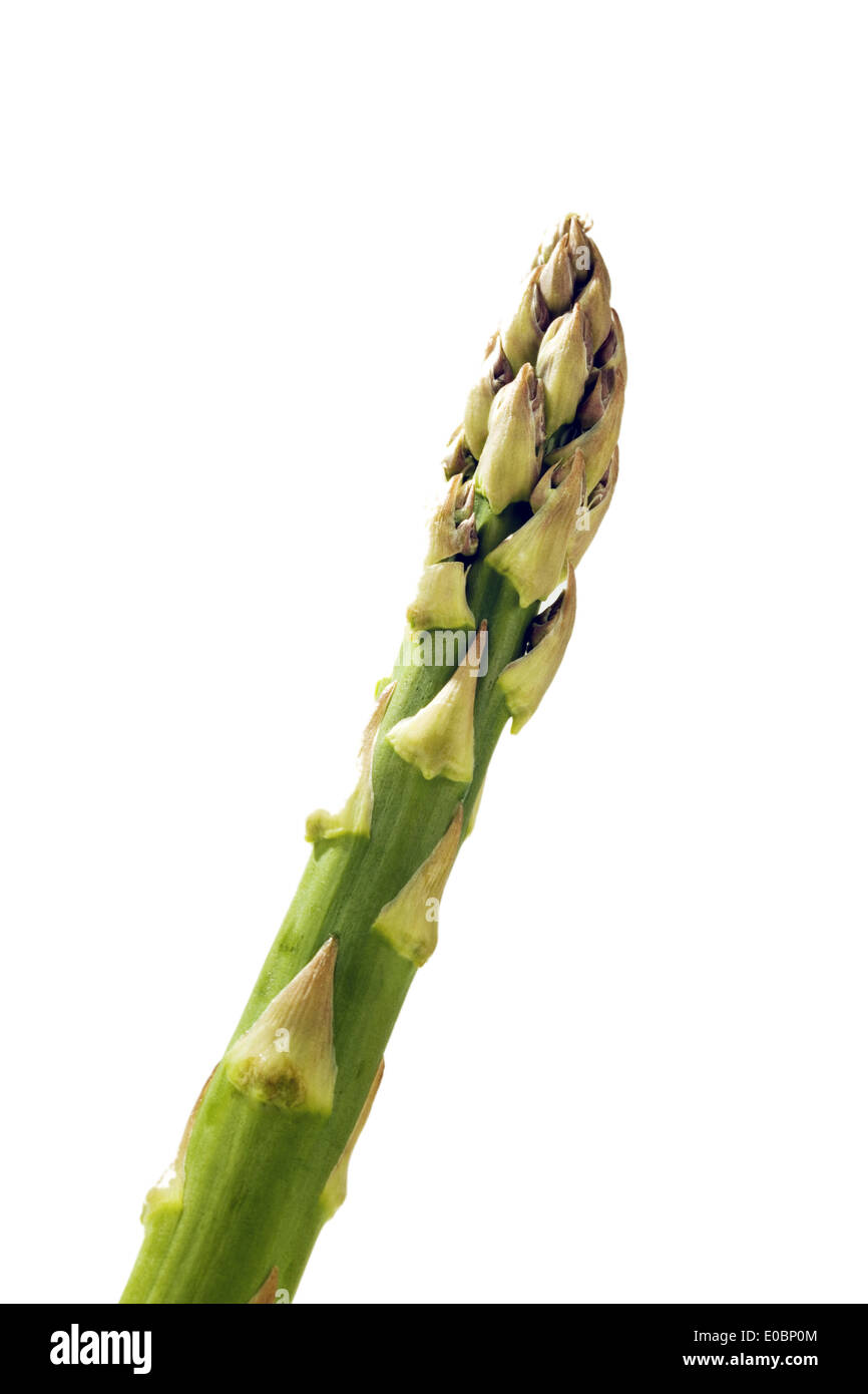 Green asparagi polonais dans le temps d'asperges Banque D'Images