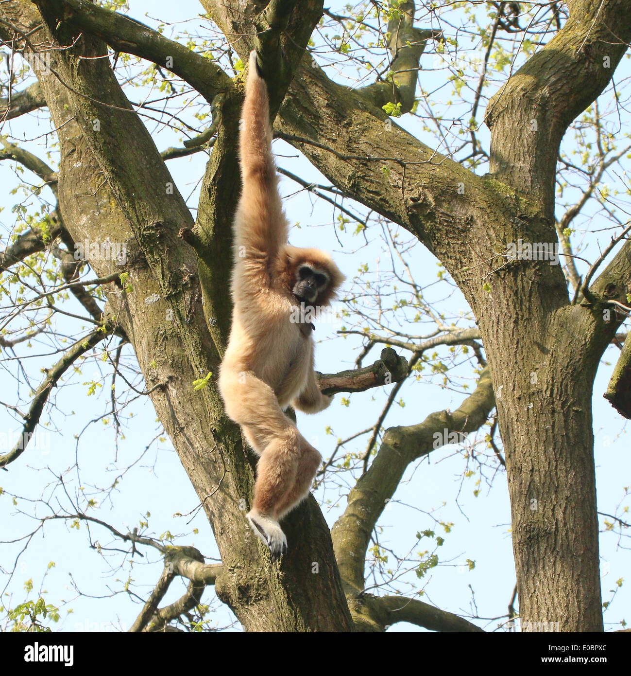 Gibbons ou White-Handed gibbon (Hylobates lar) se balançant dans un arbre Banque D'Images