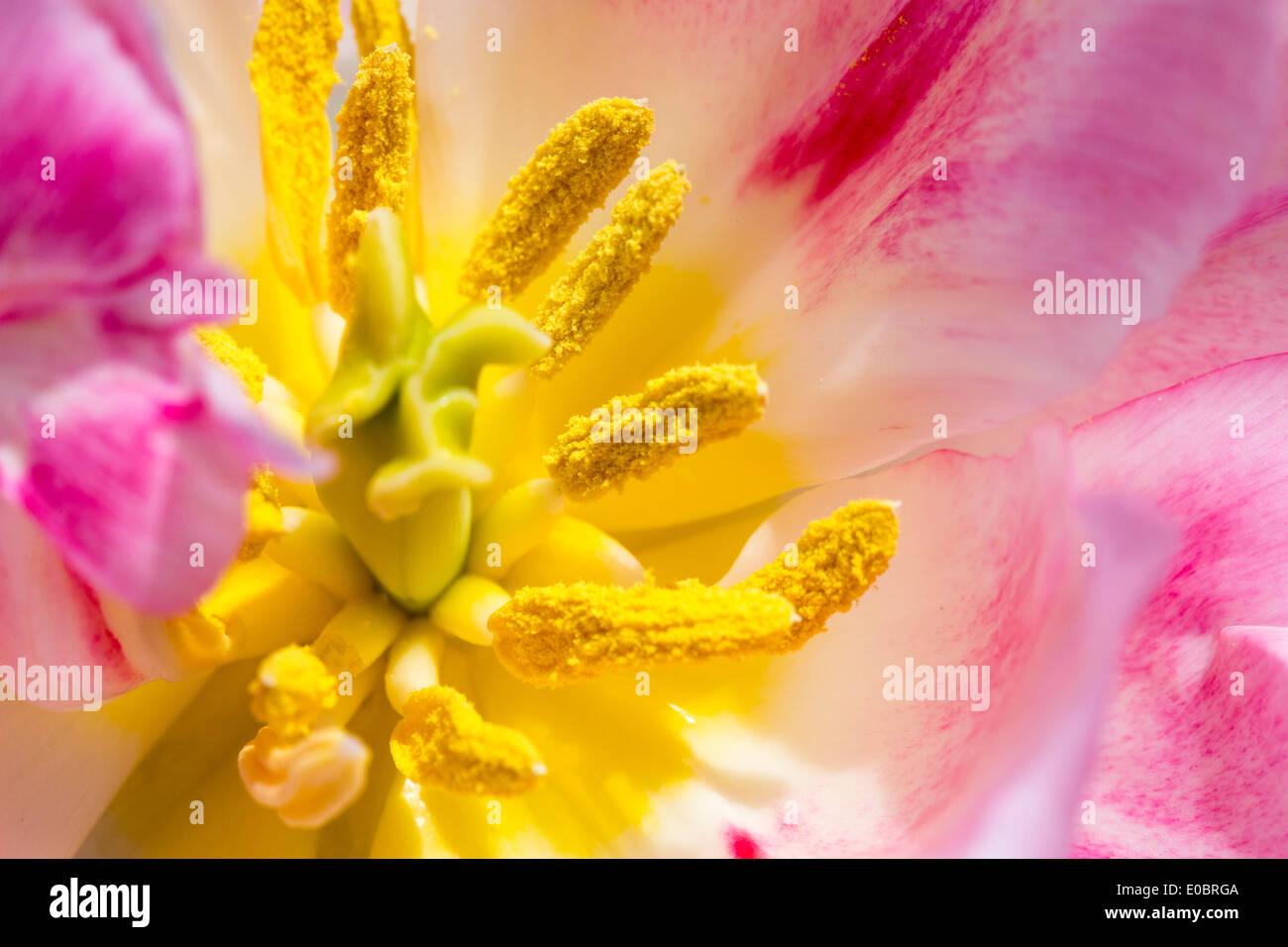 Libre d'une tulipe rose fleur. Banque D'Images