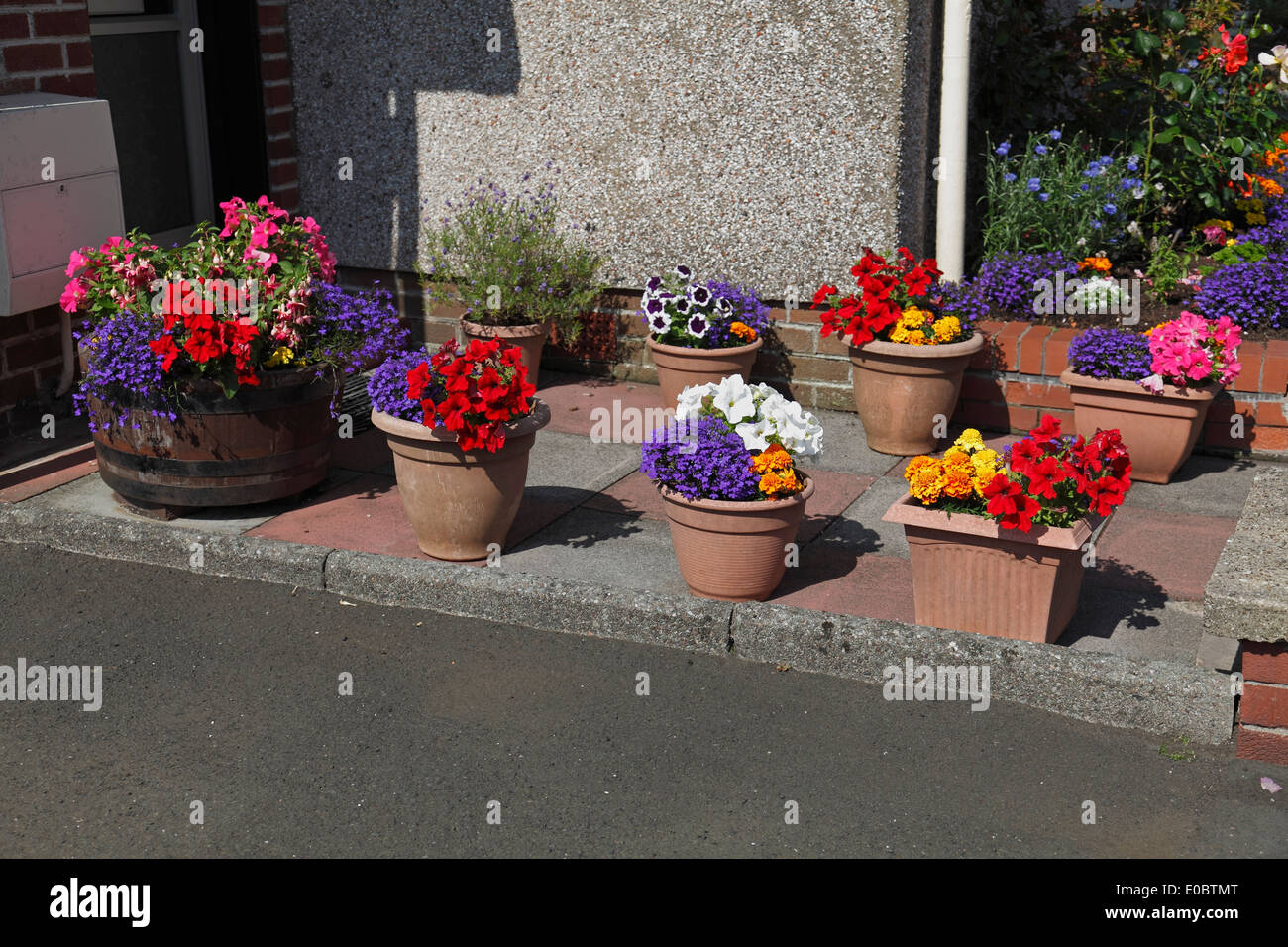 Exposition de fleurs d'été en pots, Écosse, Royaume-Uni Banque D'Images
