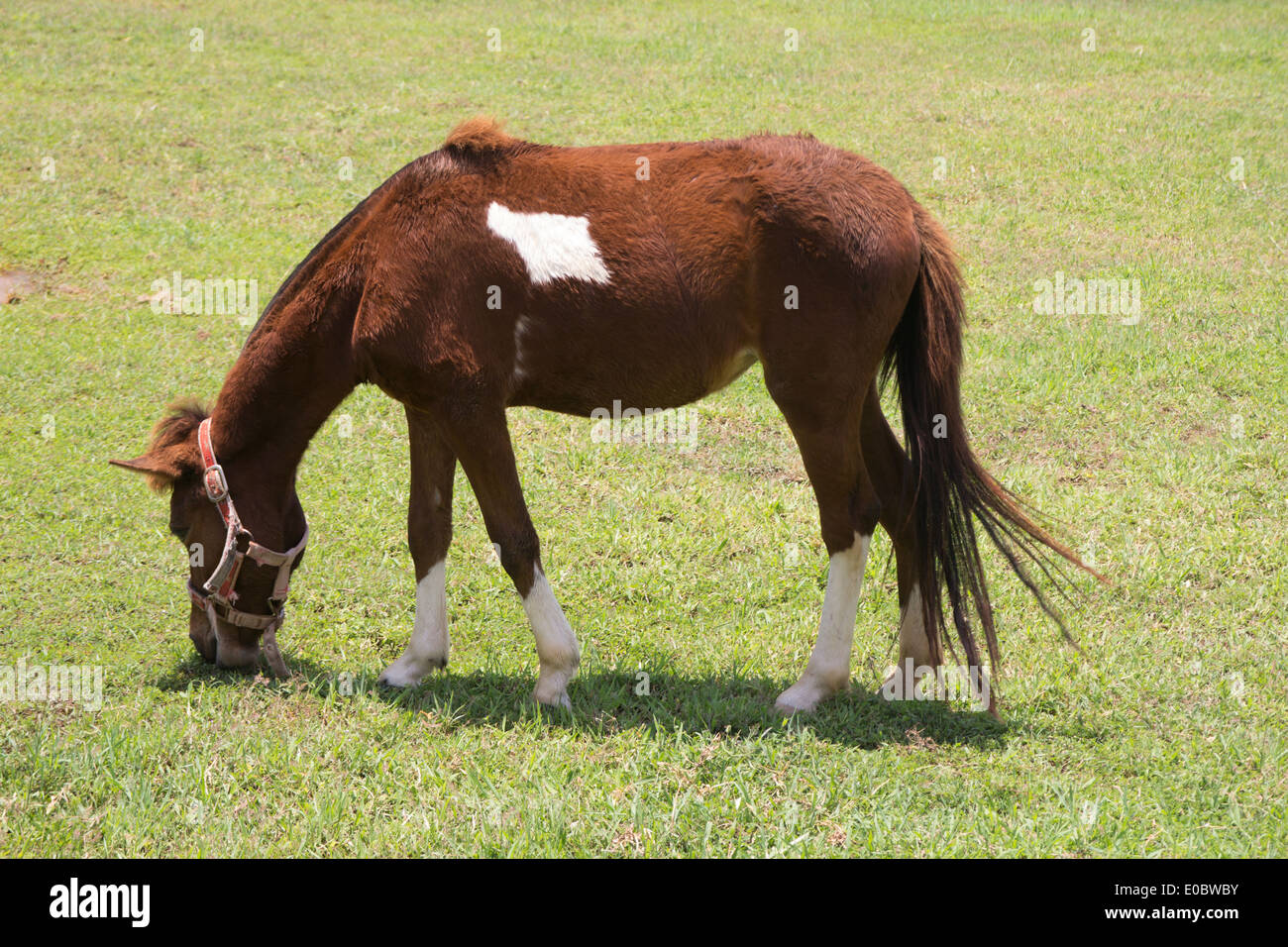 Jeune cheval brun mange de l'herbe Banque D'Images