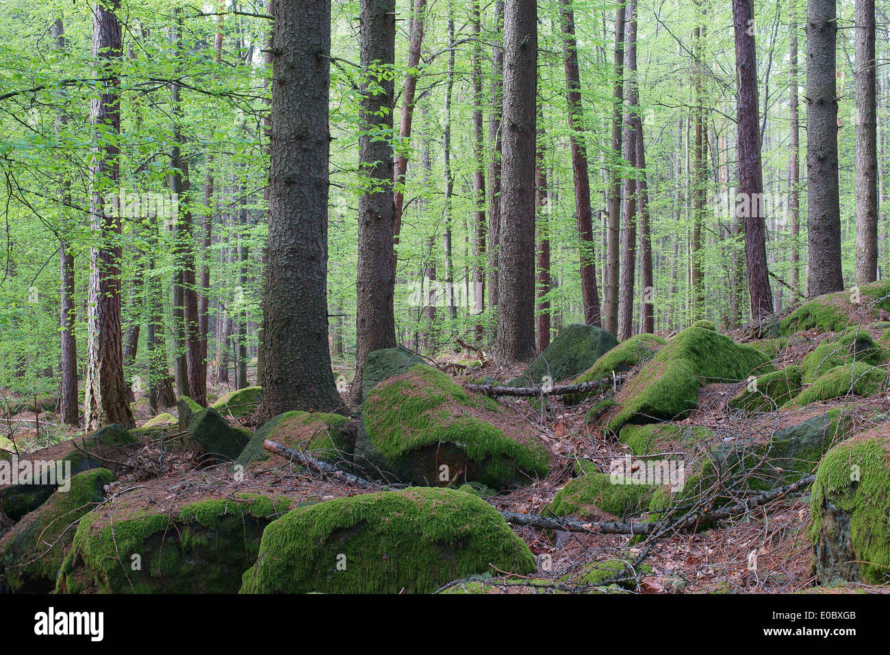 Frais vert printemps feuilles dans la forêt Banque D'Images