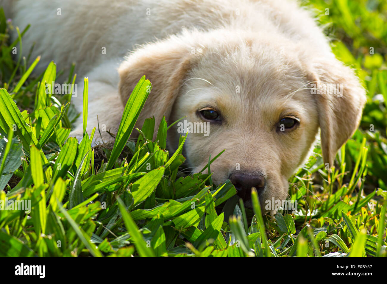 Chiot Labrador Retriever jaune sur l'herbe verte pelouse. Banque D'Images