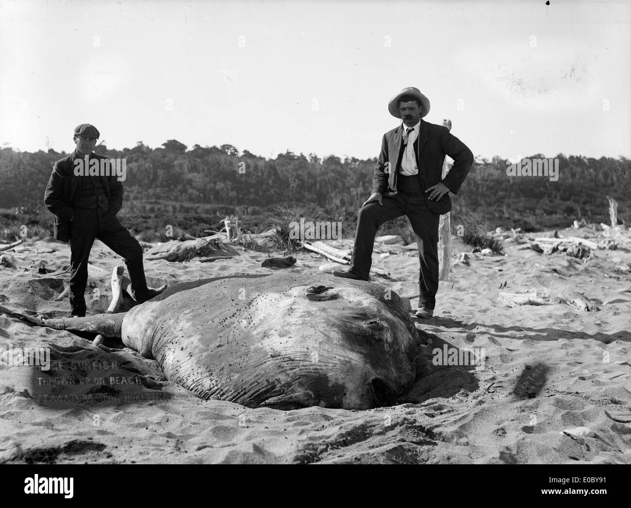 Les crapets énorme jeté sur la plage à Awatuna, près de Hokitika, ca 1910 Banque D'Images