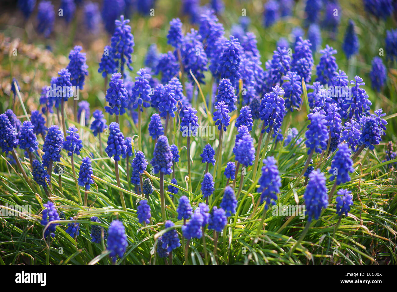 Muscaris bleus fleurs en grappe Muscari armeniaca Banque D'Images