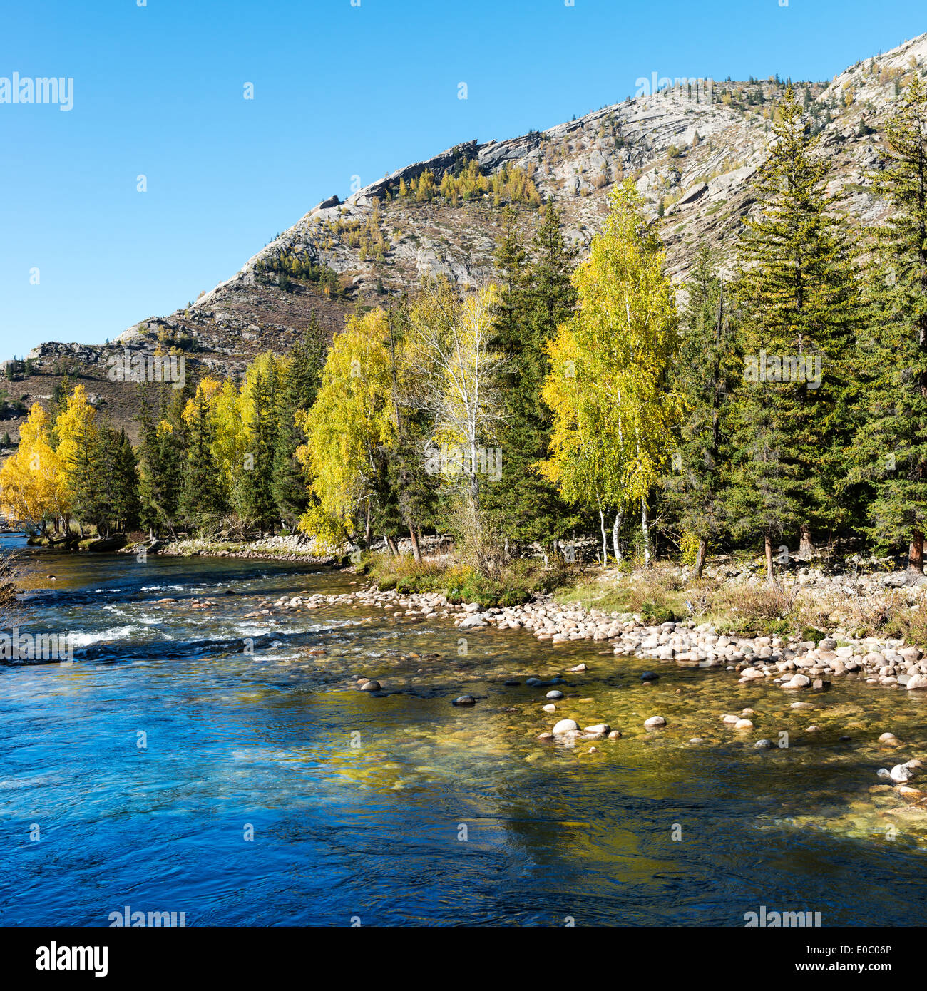 Les bouleaux dans le Xinjiang, Chine Banque D'Images