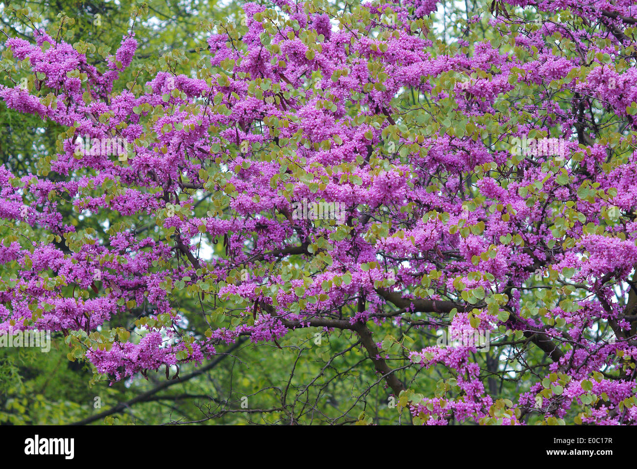 Fleurs arbre de Judée Cercis siliquastrum Banque D'Images