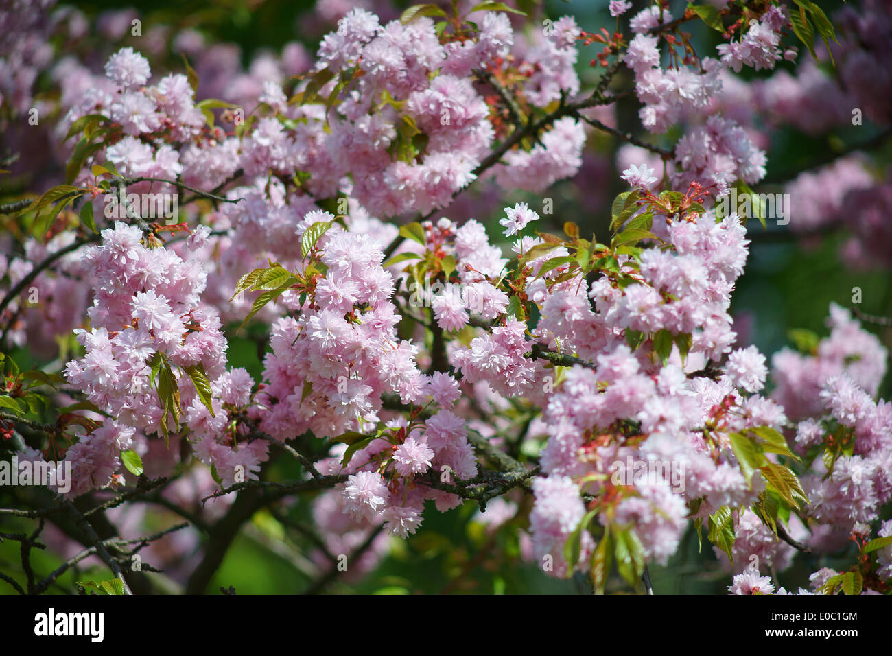 Fleur de cerisier d'ornement rose Banque D'Images
