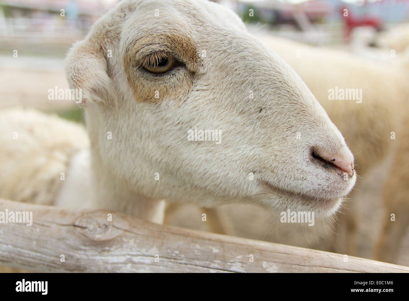 Portrait de moutons en stable. Banque D'Images