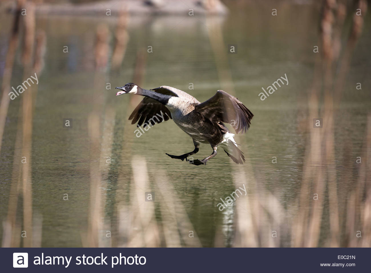 tache blanche canada goose tache blanche canada goose