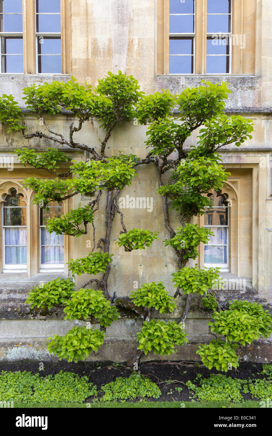 Magdalen College Oxford, Oxfordshire, England, UK Banque D'Images