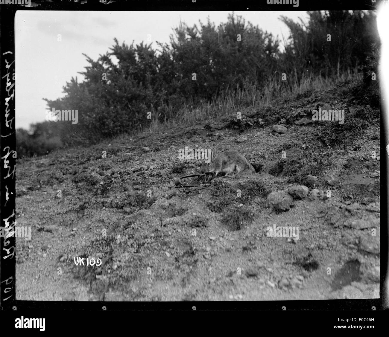 Cette photographie montre un lapin piégé à Lustleigh pendant la première Guerre mondiale vers 1918. L'image reflète la vie rurale pendant la période de guerre, avec la faune dans un cadre domestique. Banque D'Images