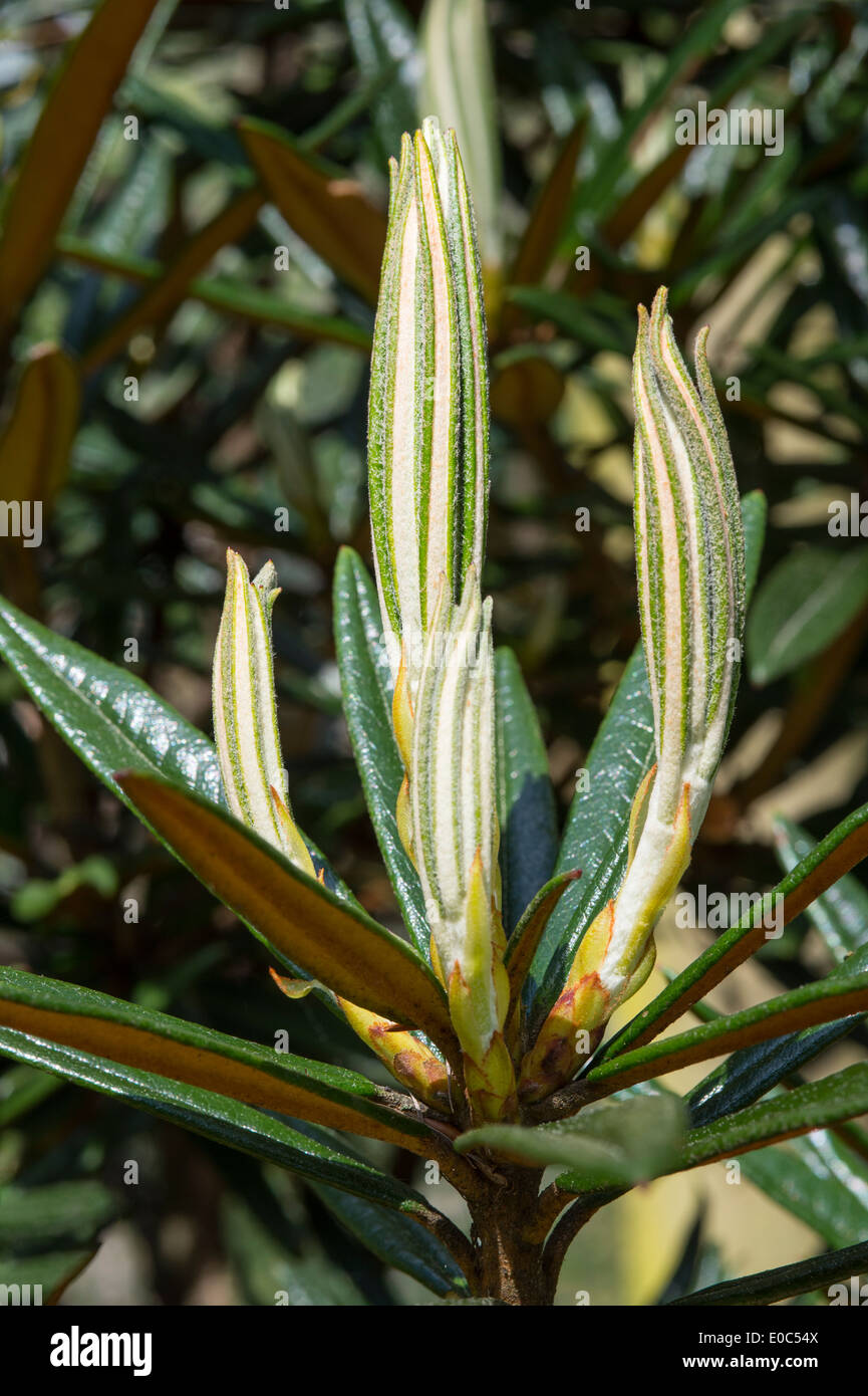 Oreonastes Roxianum Rhododendron 'var.' déroulement de nouvelles feuilles Jardin de l'Himalaya et la Sculpture Park North Yorkshire Angleterre UK Banque D'Images