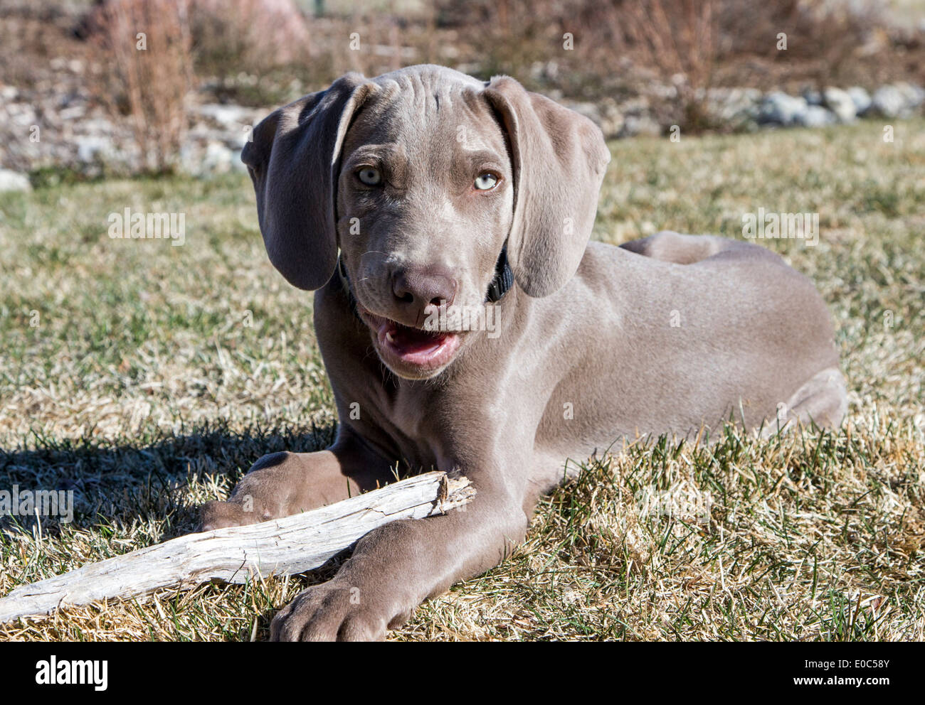 Chiot mâle braque (14 semaines), chien de chasse de race allemande Banque D'Images