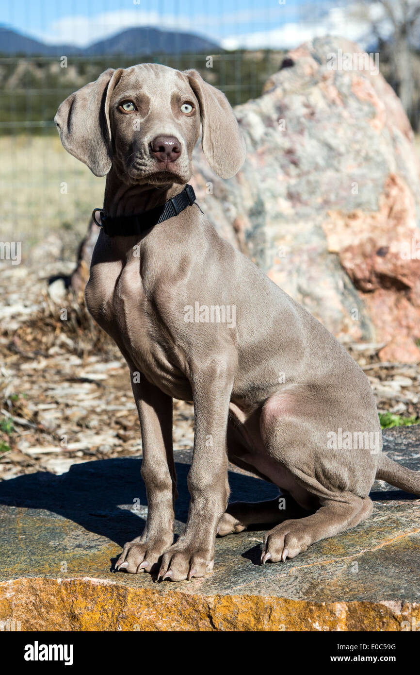 Chiot mâle braque (14 semaines), chien de chasse de race allemande Banque D'Images