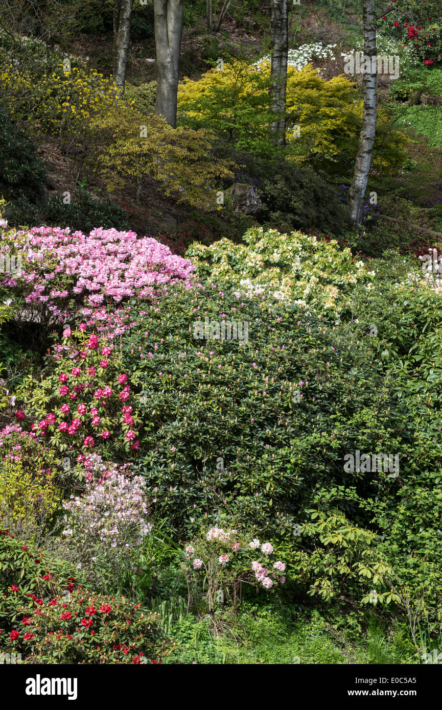 Variété de rhododendrons en fleurs Jardin de l'Himalaya et la Sculpture Park North Yorkshire Angleterre Angleterre Europe peut Banque D'Images