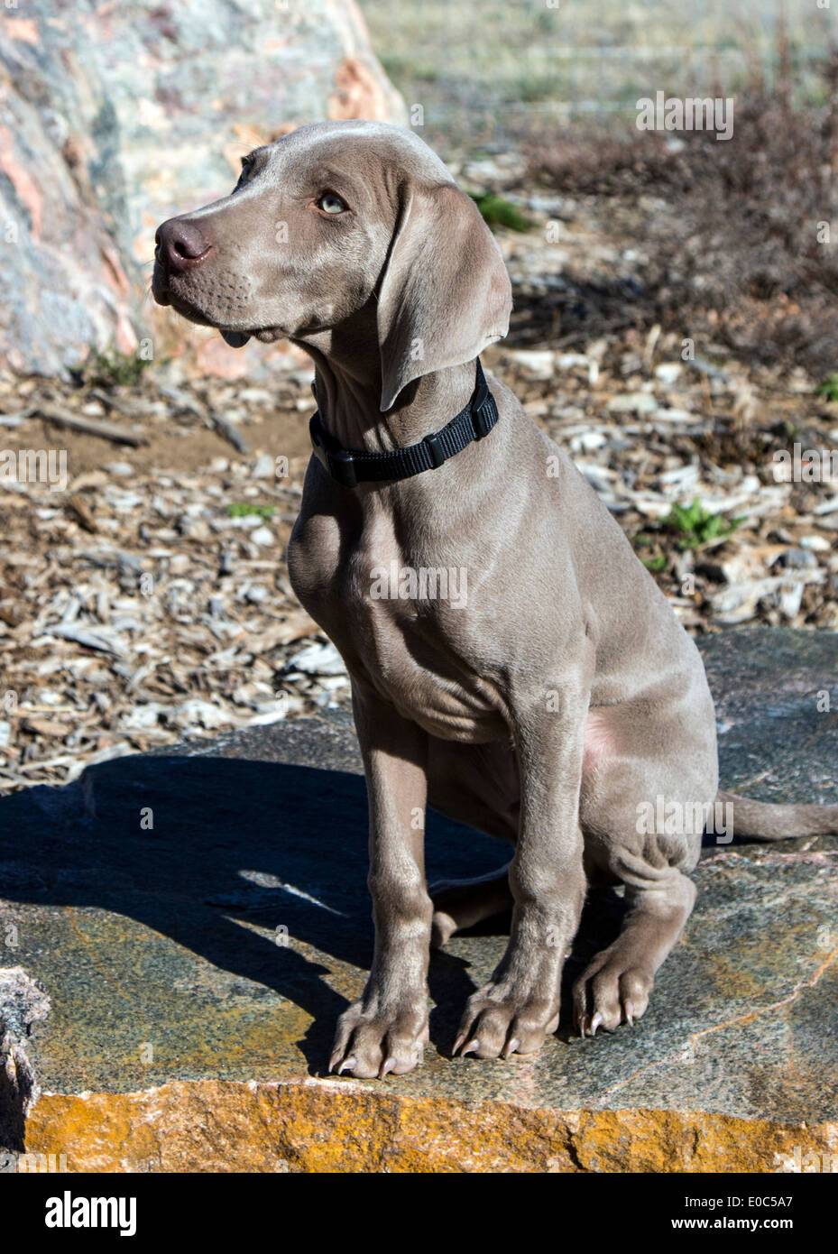 Chiot mâle braque (14 semaines), chien de chasse de race allemande Banque D'Images