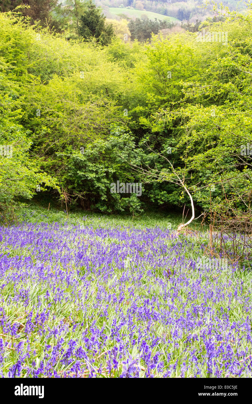 Jacinthes poussant dans une forêt dans Kirkoswold, Eden Valley, Cumbria, Royaume-Uni. Banque D'Images