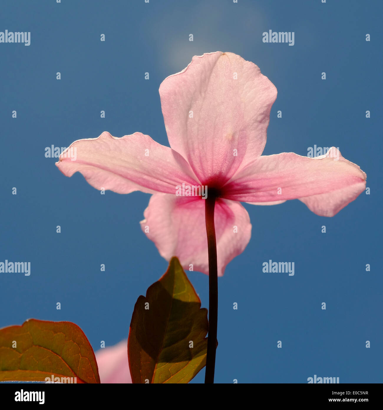 Clematis flower against blue sky Banque D'Images