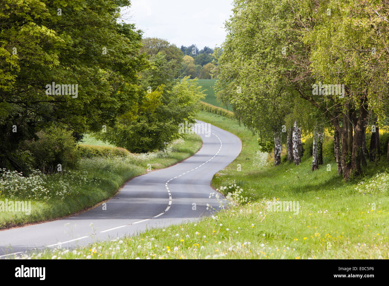 Temps de printemps sur un arbre vide bordée d'country lane, Worcestershire, Angleterre, RU Banque D'Images