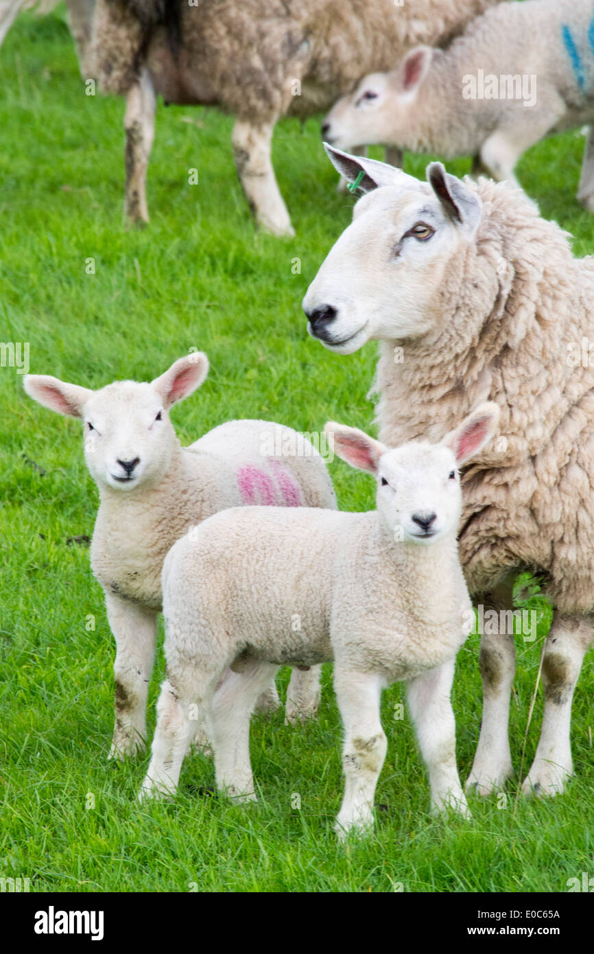 Agneaux et moutons dans un champ en Kirkoswold, Eden Valley, Cumbria, Royaume-Uni. Banque D'Images