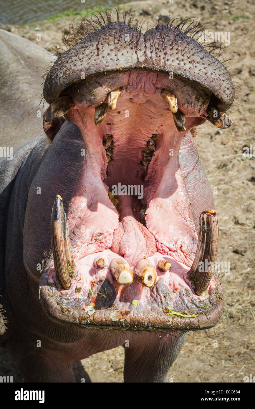 Hippopotamus avec grande bouche ouverte, attendant d'être nourris au zoo Banque D'Images