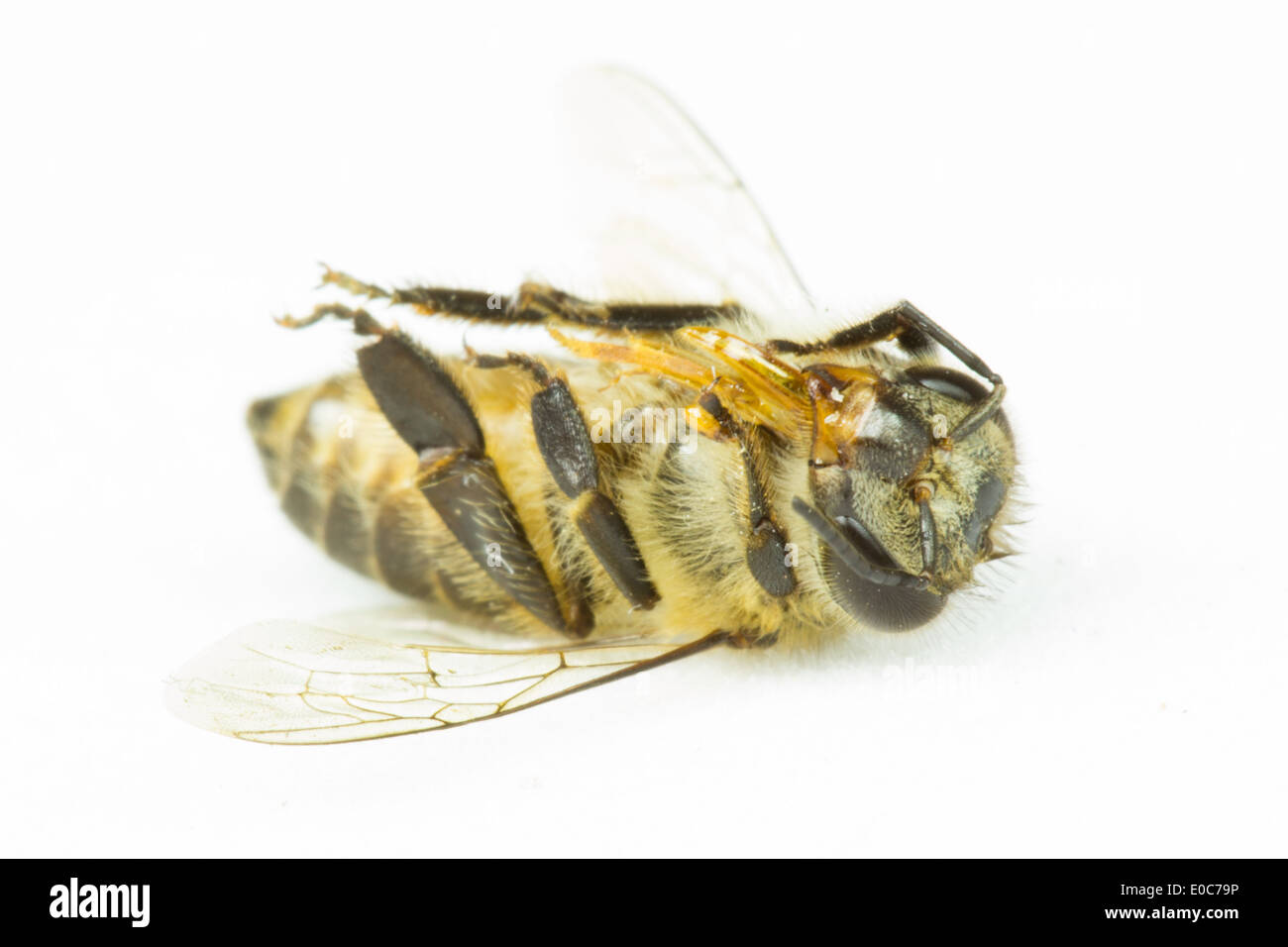 Bee isolé sur fond blanc Banque D'Images