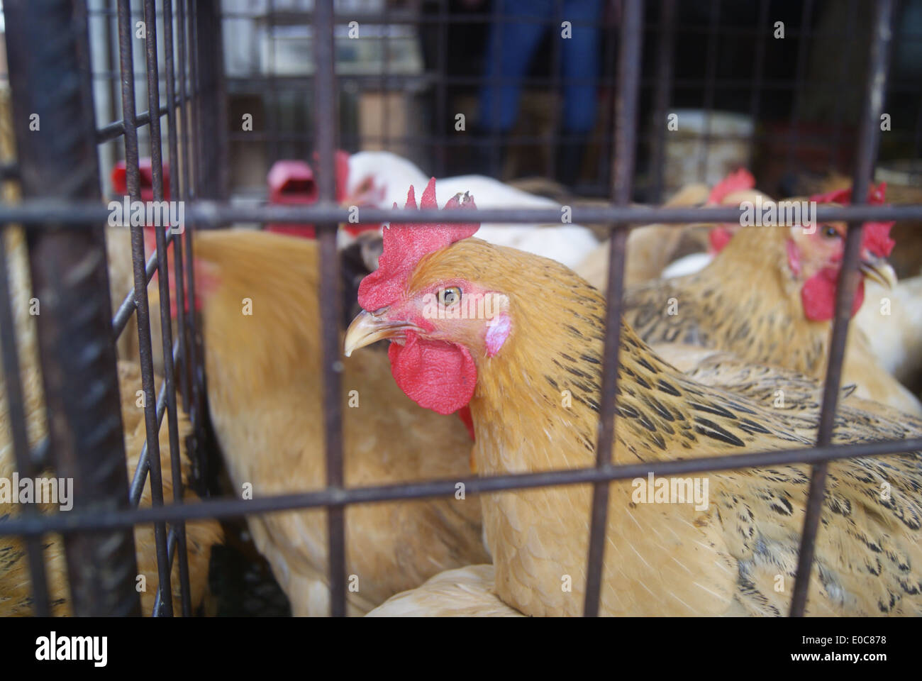 Poulets Banque D'Images