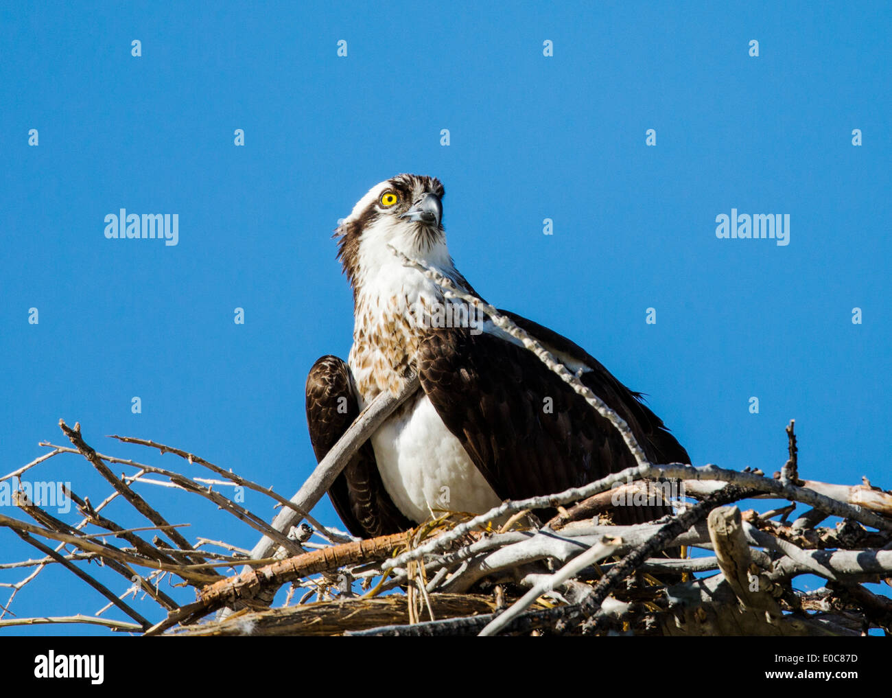 Osprey sur son nid, Pandion haliaetus, Sea Hawk, les poissons de la rivière Eagle, hawk, poisson faucon, raptor, Chaffee Comté, Colorado, USA Banque D'Images