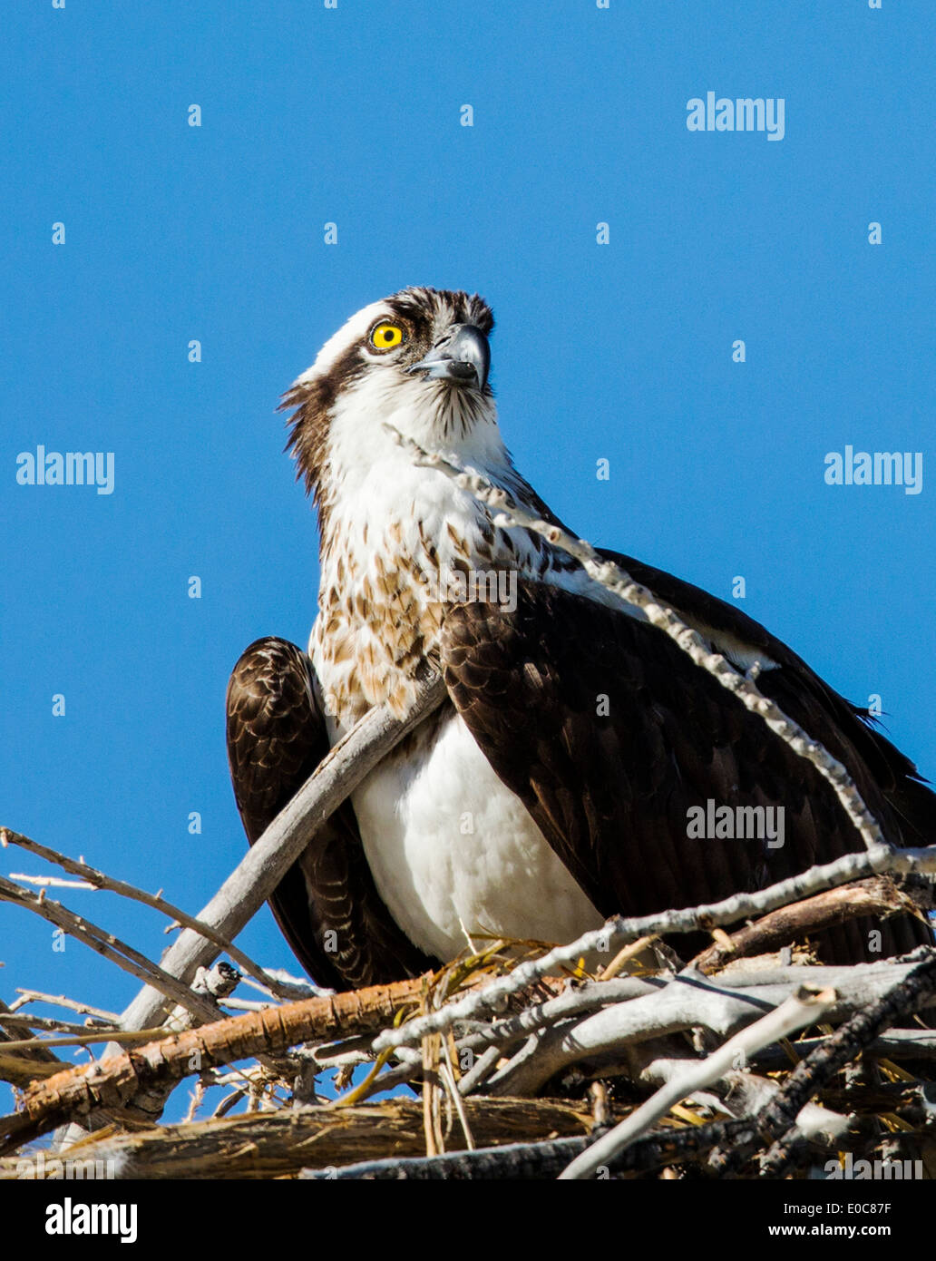 Osprey sur son nid, Pandion haliaetus, Sea Hawk, les poissons de la rivière Eagle, hawk, poisson faucon, raptor, Chaffee Comté, Colorado, USA Banque D'Images