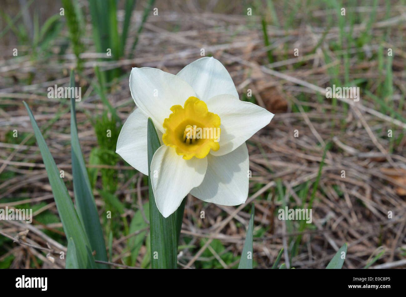 Dans le champ de fleurs Banque D'Images