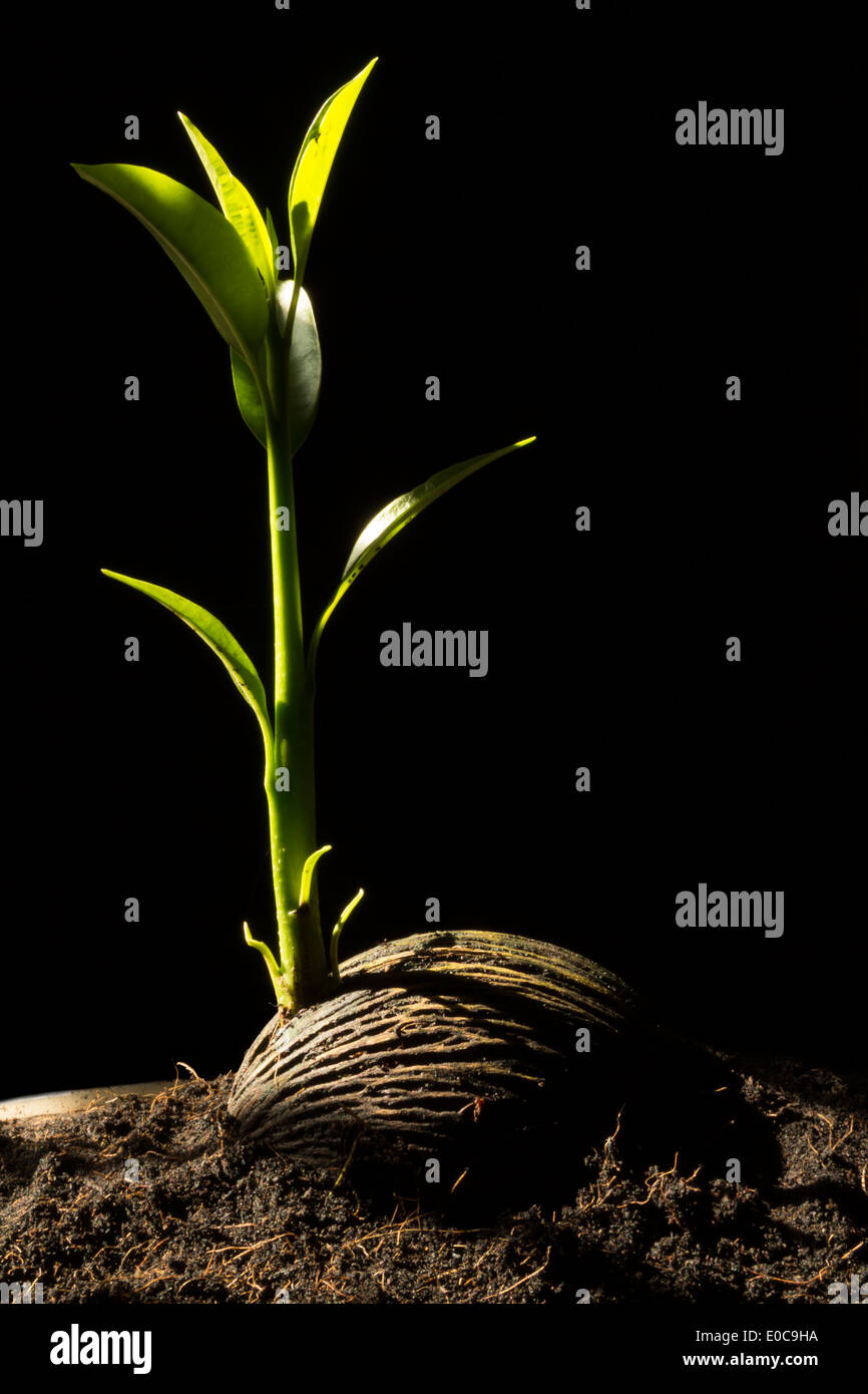 Les jeunes pant dans le sol Banque D'Images