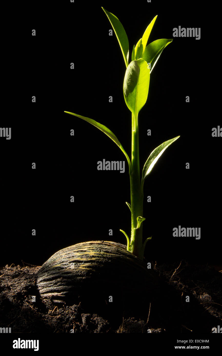 Les jeunes pousses dans le sol Banque D'Images