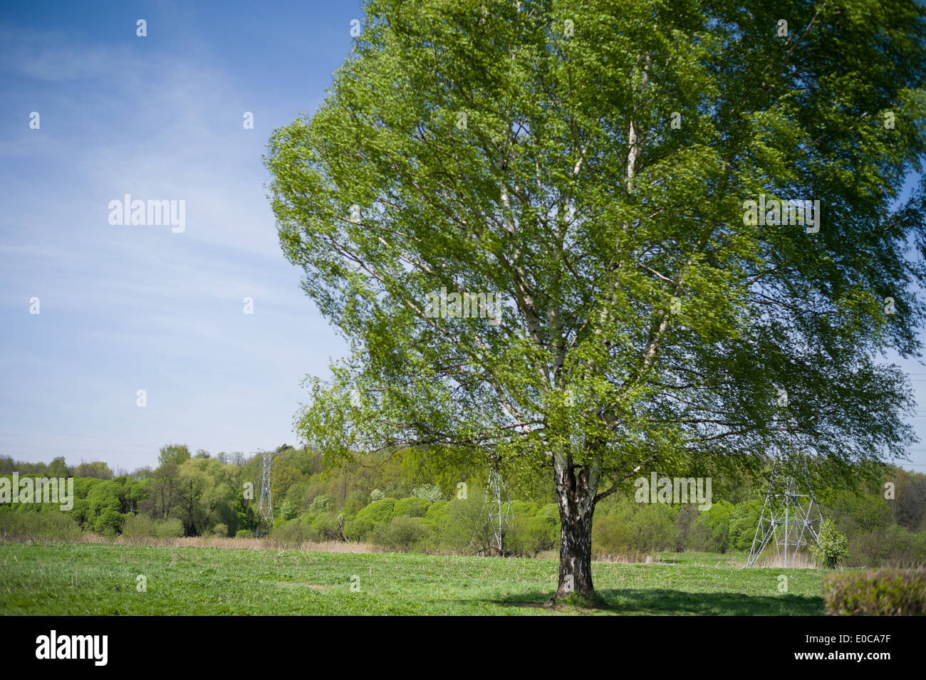 Bouleau se balançant dans le vent. Banque D'Images