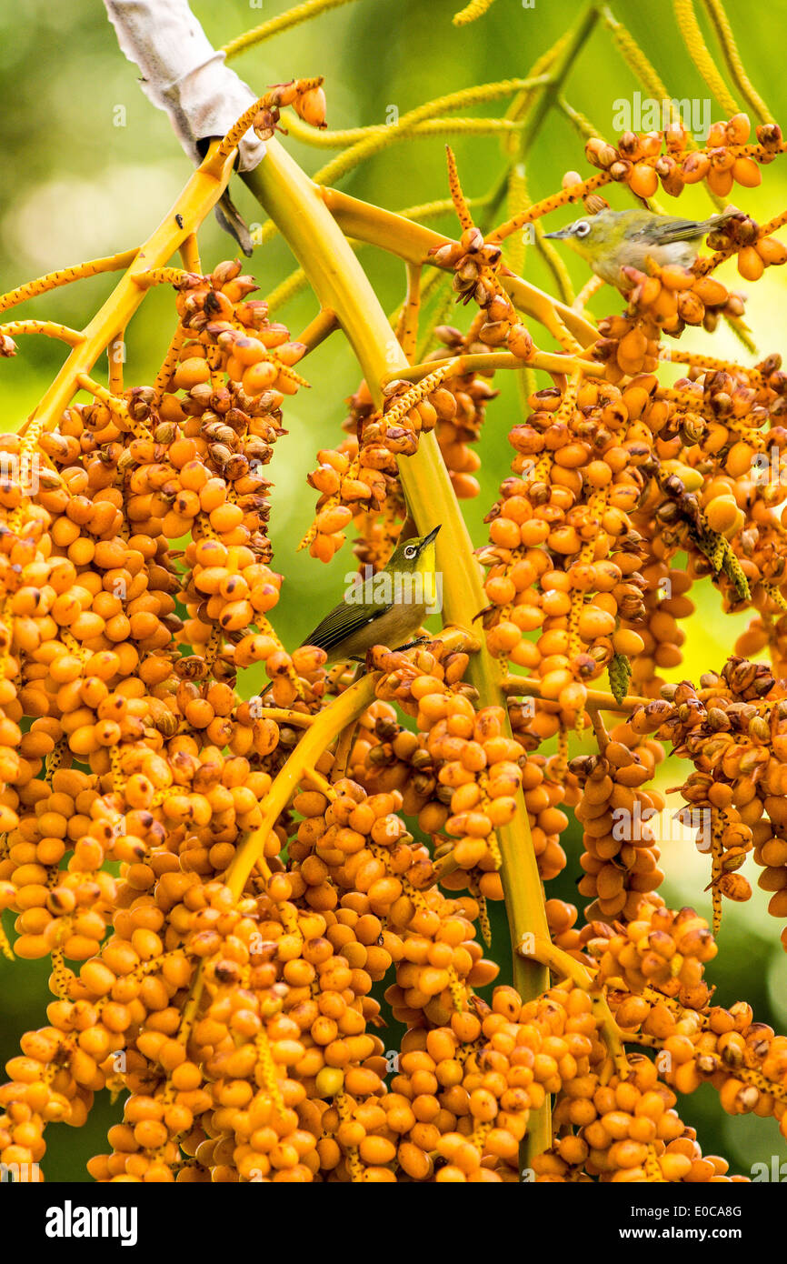 Japanese White-eye (Zosterops japonicus) manger les graines de palmiers, de Anahola, Kauai, Hawaii, USA Banque D'Images