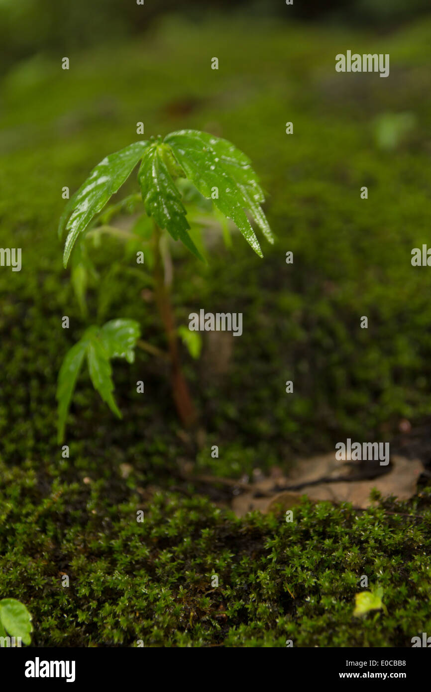 Moss et petit arbre sur le rocher Banque D'Images