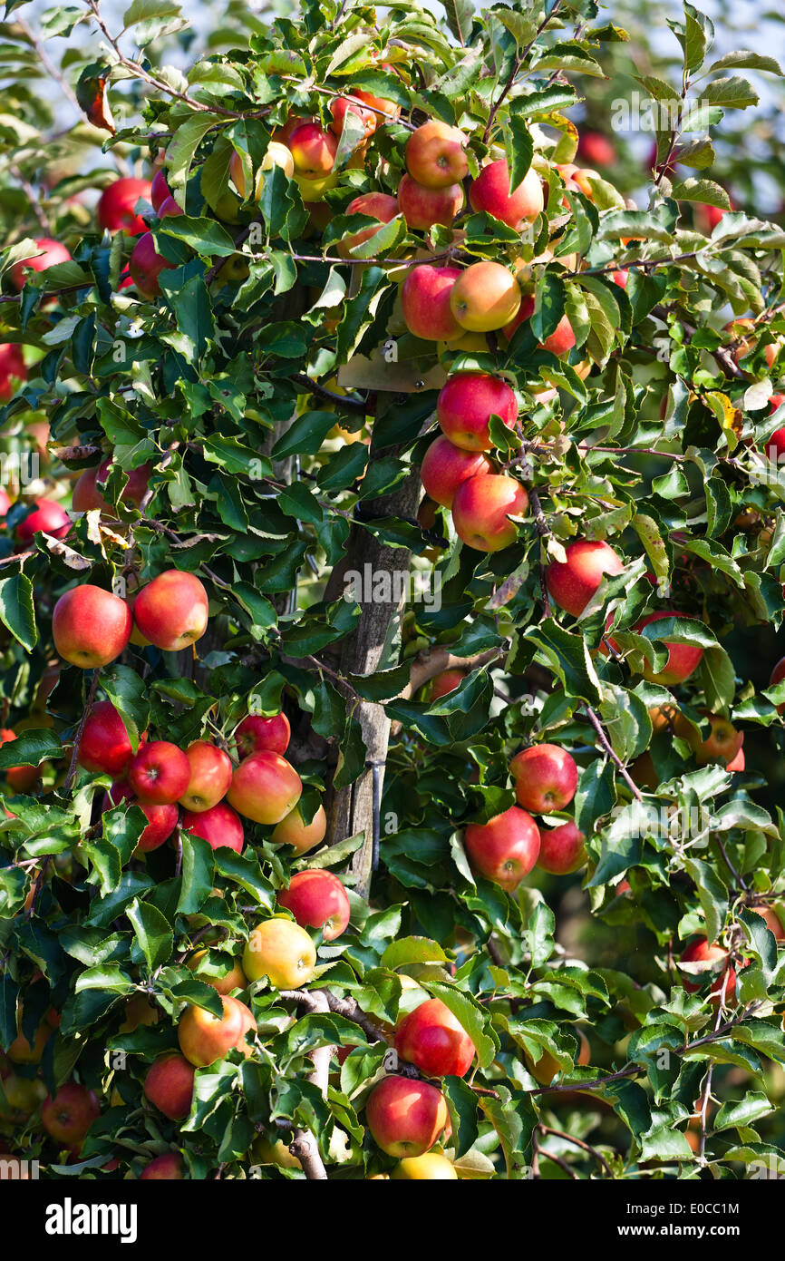 Un pommier dans une plantation de fruits en automne, Ein APfelbaum in einer Obst Plantage im Herbst Banque D'Images